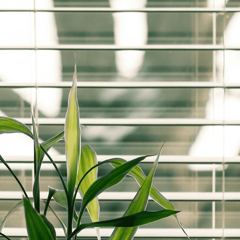 A house plant in focused view, with a blind in the background